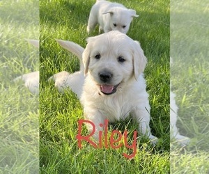 English Cream Golden Retriever-Labrador Retriever Mix Puppy for Sale in ASHLAND, Wisconsin USA