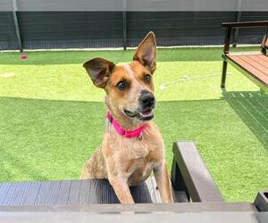 Mutt Dogs for adoption in Orange, CA, USA