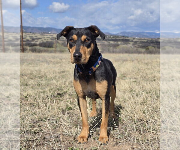 Medium Photo #1 Rotterman Puppy For Sale in Lakewood, CO, USA
