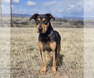 Rotterman Dogs for adoption in Lakewood, CO, USA