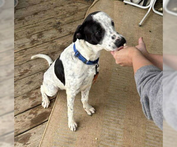 Medium Photo #2 Retriever -Unknown Mix Puppy For Sale in Stephens City, VA, USA