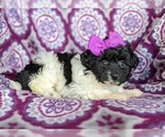 Small #4 Fox Terrier (Smooth)-Poodle (Toy) Mix