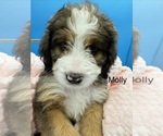 Puppy Molly Bernedoodle