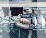 Small Photo #10 Labrador Retriever Puppy For Sale in RANDALL, MN, USA
