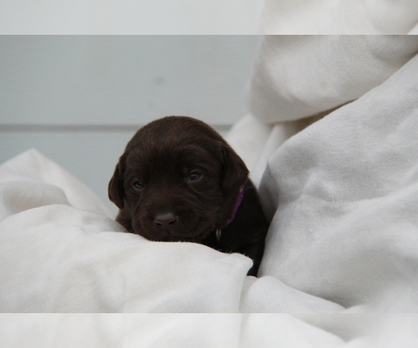Medium Photo #5 Labrador Retriever Puppy For Sale in HYDE PARK, VT, USA