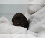 Small #4 Labrador Retriever