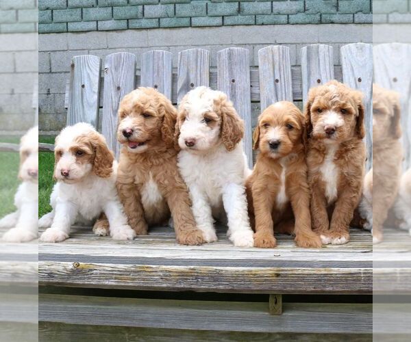 Medium Photo #5 Goldendoodle Puppy For Sale in NARVON, PA, USA