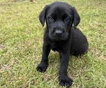 Puppy Ace Shepradors