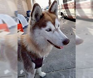 Sasha - Female Siberian Husky Dog for Adoption - Photo #3
