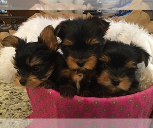 Yorkshire Terrier Puppy for sale in NORMANGEE, TX, USA