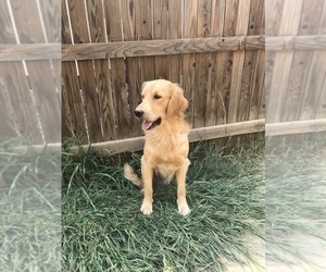 Father of the Golden Retriever puppies born on 03/30/2019