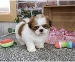 Small #1 Shih Tzu