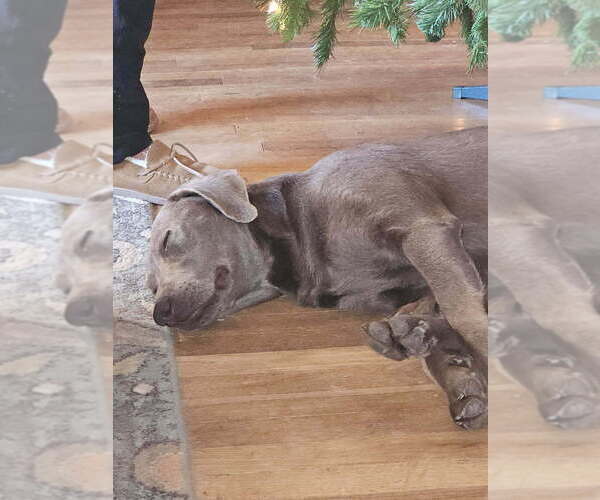 Medium Photo #1 Labrador Retriever Puppy For Sale in ABILENE, TX, USA