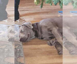 Mother of the Labrador Retriever puppies born on 03/20/2025