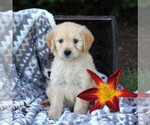 Small Photo #3 Goldendoodle (Miniature) Puppy For Sale in ELIZABETHVILLE, PA, USA