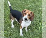 Small #1 Beagle