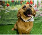 Small Basset Hound Mix