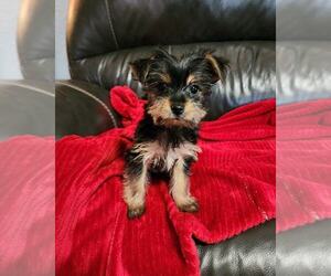 Yorkshire Terrier Puppy for Sale in BELLEVILLE, Illinois USA