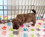 Small #10 ShihPoo