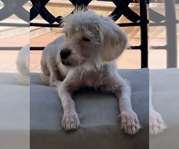 Medium Photo #5 Maltese-Unknown Mix Puppy For Sale in Corona, CA, USA