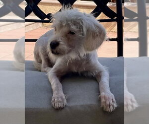 Spindle - Female Maltese-Unknown Mix Dog for Adoption - Photo #5