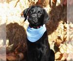 Small #2 Labrador Retriever Mix
