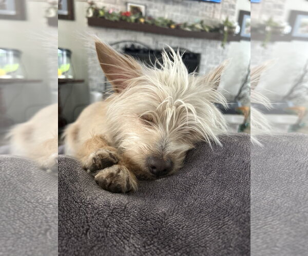 Medium Photo #3 Mutt Puppy For Sale in Gibbstown, NJ, USA