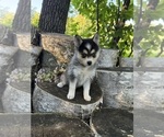 Small Photo #3 Alaskan Klee Kai-Pomsky Mix Puppy For Sale in STAPLES, MN, USA