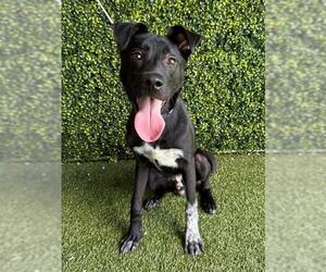 Pointer-Unknown Mix Dogs for adoption in Naples, FL, USA