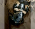 Small #1 Dachshund