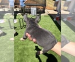 Small Photo #26 French Bulldog Puppy For Sale in PLEASANTON, CA, USA
