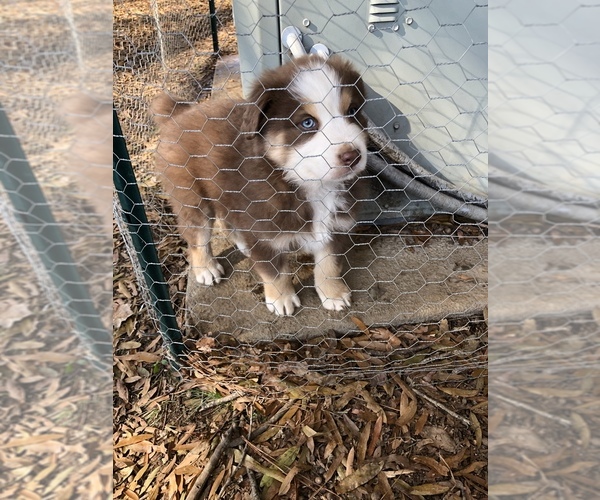 Medium Photo #1 Australian Shepherd Puppy For Sale in MERIDIANVILLE, AL, USA