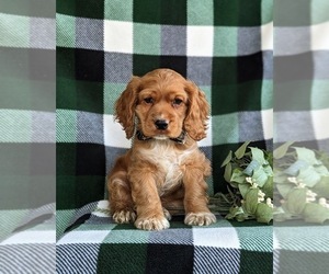 Cocker Spaniel Puppy for sale in DELTA, PA, USA