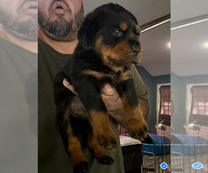 Rottweiler Puppy for sale in WALLINGFORD, CT, USA