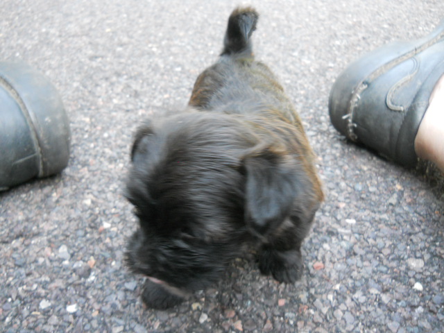 Medium Photo #1 Shorkie Tzu Puppy For Sale in SAINT LOUIS, MO, USA