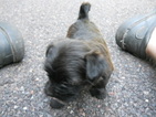 Small Photo #1 Shorkie Tzu Puppy For Sale in SAINT LOUIS, MO, USA
