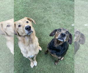 Rhodesian Ridgeback-Unknown Mix Dogs for adoption in Bellevue, WA, USA