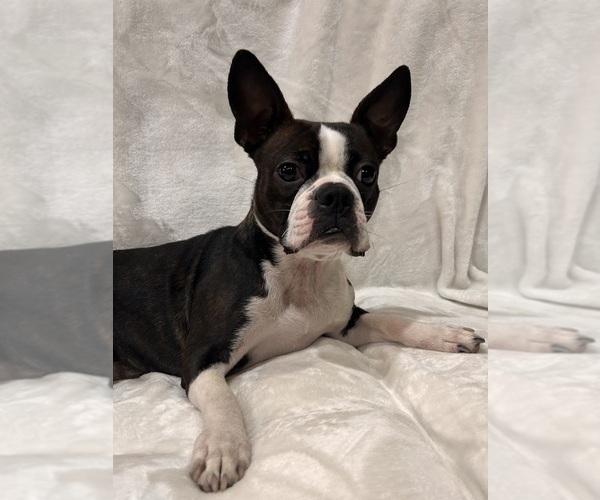Medium Photo #1 Boston Terrier Puppy For Sale in SNOHOMISH, WA, USA