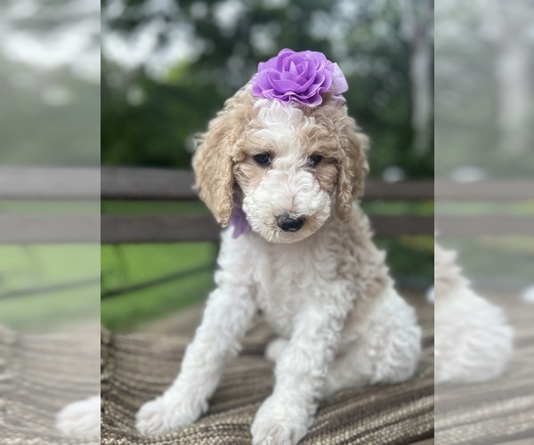 Medium Photo #3 Goldendoodle Puppy For Sale in SHERMAN, TX, USA