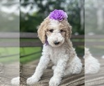 Small #2 Goldendoodle