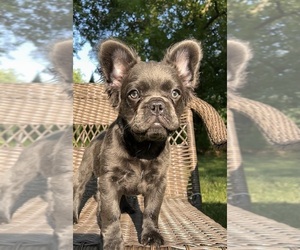 French Bulldog Puppy for Sale in DAYTON, Ohio USA
