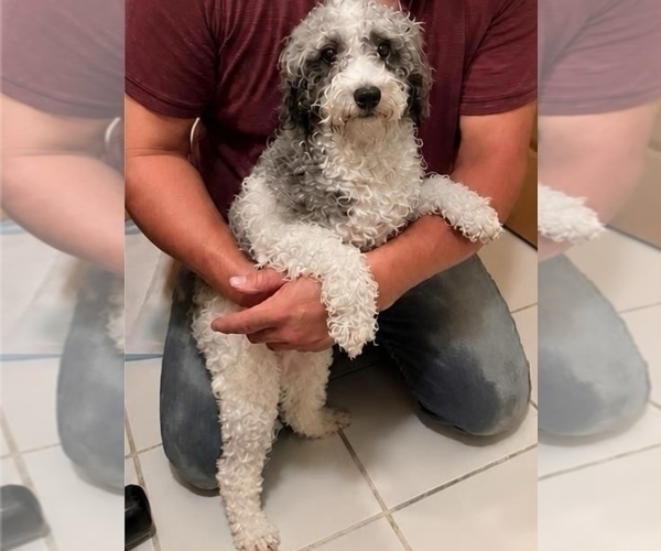 Medium Photo #1 Poodle (Miniature) Puppy For Sale in DUBUQUE, IA, USA