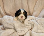 Small Photo #3 Cavalier King Charles Spaniel Puppy For Sale in ALTON, NH, USA