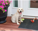 Small #3 Labrador Retriever