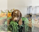 Puppy Puppy 1 Australian Labradoodle