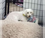 Small Bichon Frise