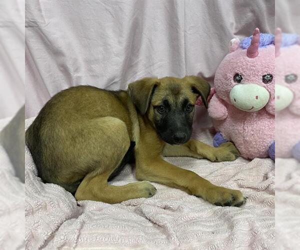 Medium Photo #1 German Shepherd Dog-Unknown Mix Puppy For Sale in Modesto, CA, USA