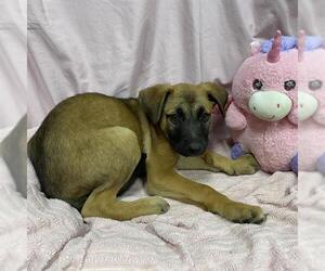 German Shepherd Dog-Unknown Mix Dogs for adoption in Modesto, CA, USA