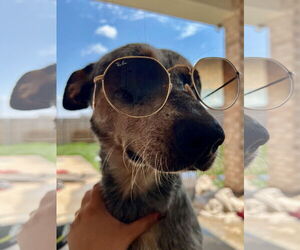 Mutt Dogs for adoption in Amarillo, TX, USA