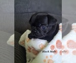 Puppy Black Male Pug